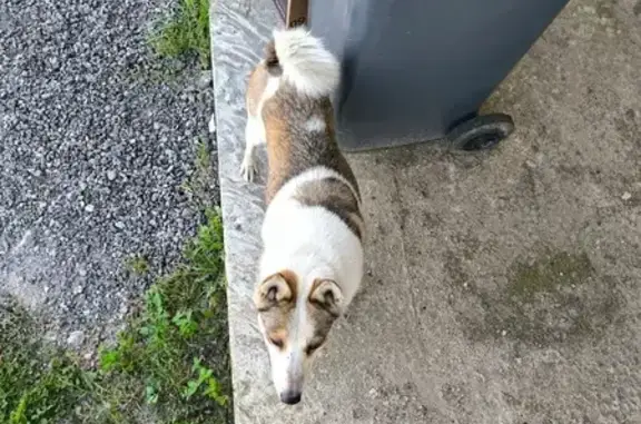 Собака найдена: Каменистая ул., 6, Никулино