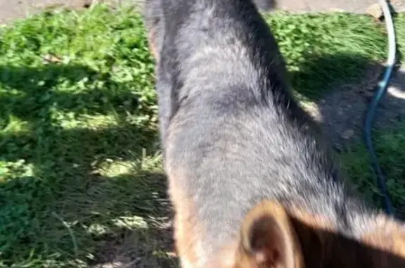 Найдена собака, Лыткарино, фото: Собака найдена: Тураевское ш., Лыткарино