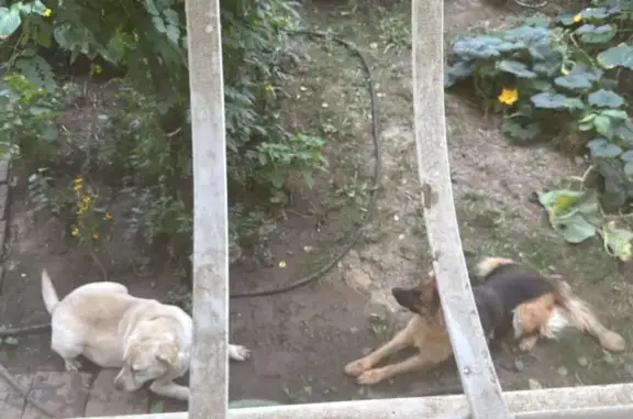 Собака найдена: ул. Тургенева, 19, Волгоград