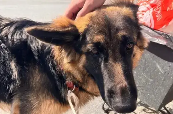 Найдена собака, Свердловская область, фото: Собака найдена, Заречный, Свердловская обл.