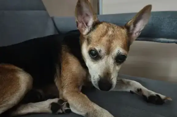 Найдена собака, Московская область, фото: Собака найдена в Сычёво, МО