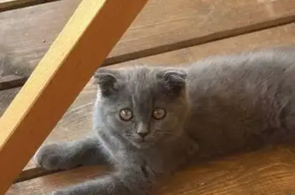 Британская кошка найдена: Полет-2/3, 64