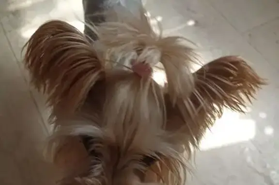 Найдена собака, Волгоград, фото: Собака найдена: пр. Ленина, Волгоград