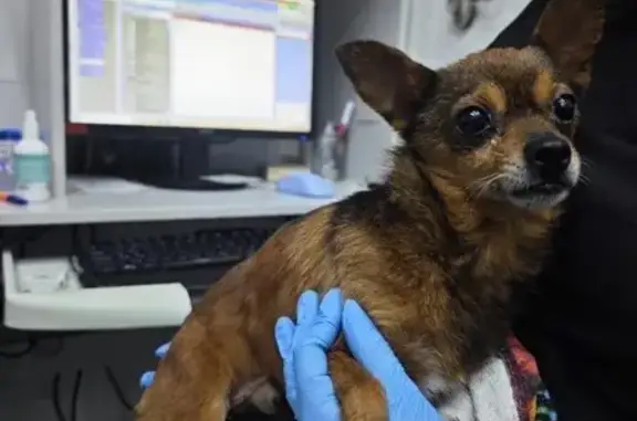 Той терьер найден на Алма-Атинской, Краснодар