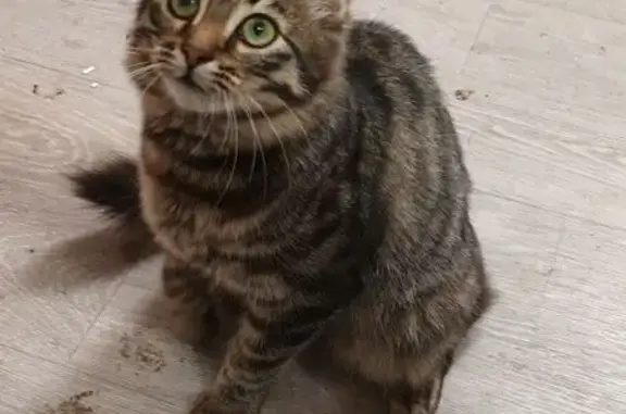 Кошки потеряшки, Ватланово, фото: Потеряшка кот Цыпа, Ватлановская ул, 7