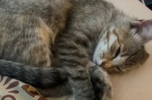 Найденные животные Чебоксары, фото: Кошка найдена на бульваре Купца Ефремова