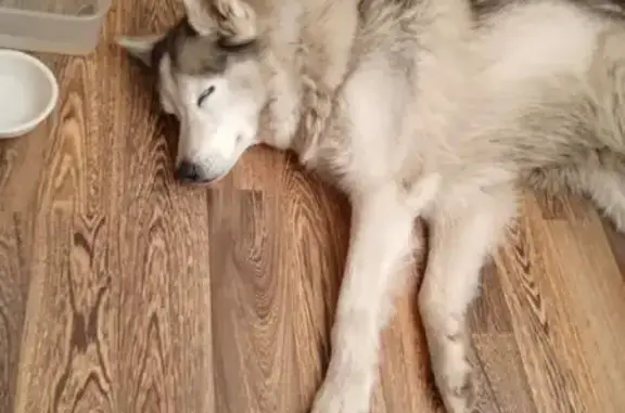 Хаски найдена в Златоусте, Челябинская обл.