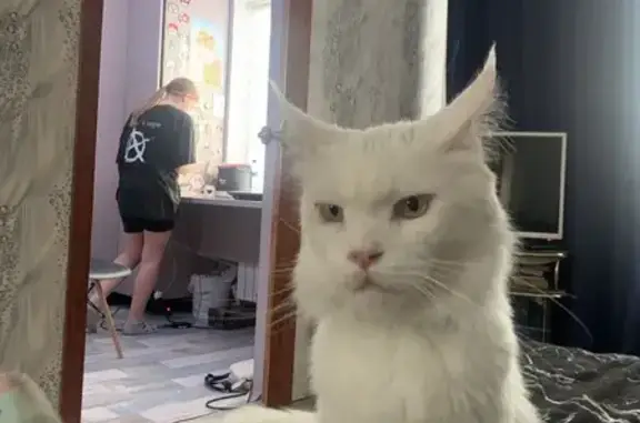 Пропала кошка, Прокатная 40, Челябинск