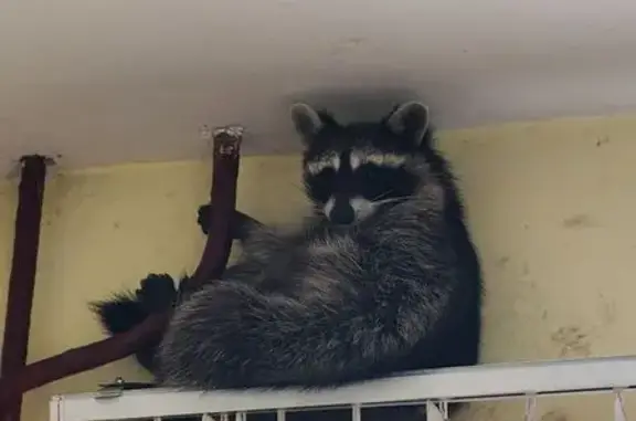 Найденные животные Курск, фото: Енот найден на Радищева, 24, Курск