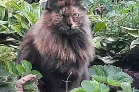 Пропала кошка, ул. Кондратенко, Новосибирск