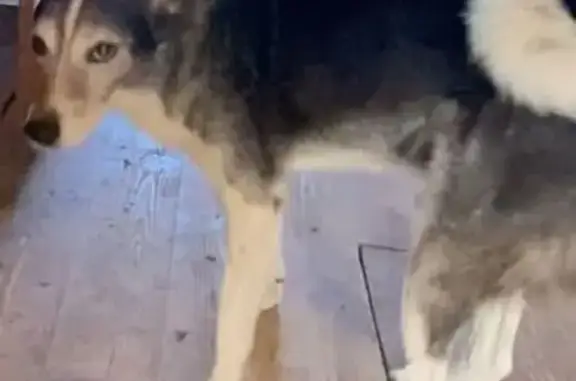 Собаки потеряшки, Рязанская область, фото: Потеряшка собака у Оки в Вакино, Рязань