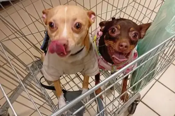 Собаки потеряшки, Ситчараки, фото: Потеряшка собака, Шоссейная ул. 37, Ситчараки