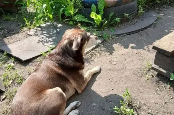Пропала собака, ул. Дундича, Копейск