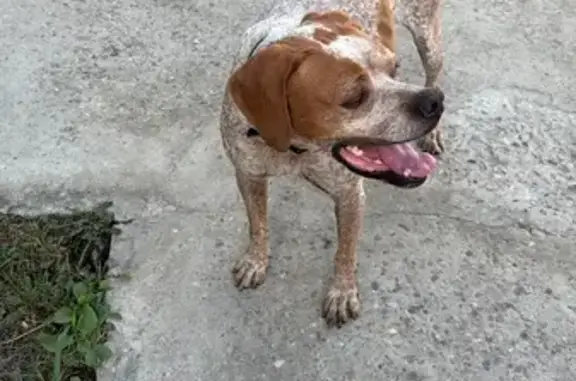 Найдена собака, Лазурный, фото: Найдена собака, Зелёная ул., 110, Лазурный