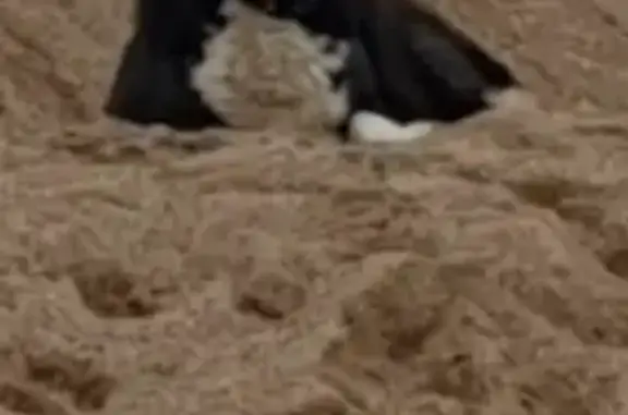 Собаки потеряшки, Московская область, фото: Потеряшка собака в Старой Рузе, МО