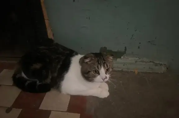 Найдена кошка, Ногинск, фото: Трехцветный кот найден на Октябрьской, 100