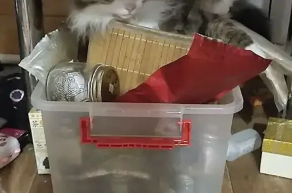 Пропала кошка, ул. Борисова, Кандалакша