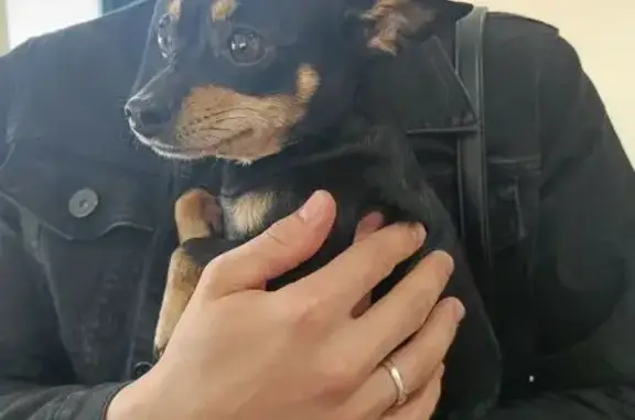 Найденные животные Томск, фото: Собака найдена в ТЦ 