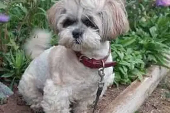 Собаки потеряшки, Кудымкар, фото: Потеряшка собака, ул. Карла Маркса 26, Кудымкар