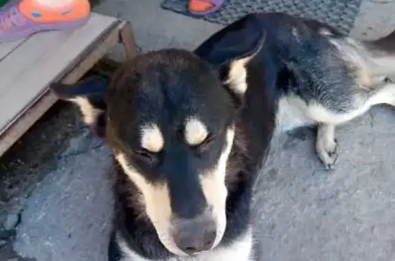 Пропала собака, Сосновка, Саратовская обл.