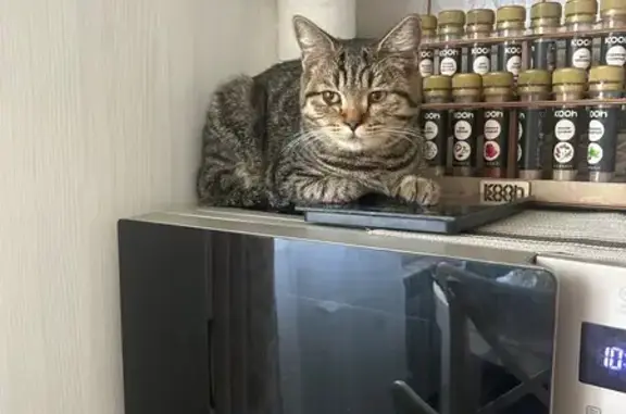 Котенок найден, ул. Агапкина, 19, Тамбов