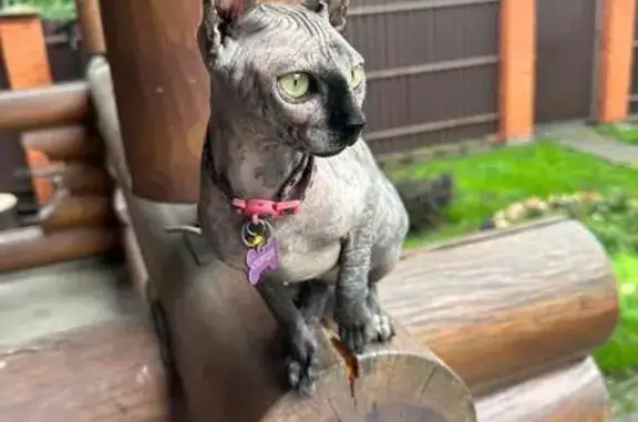 Пропала кошка, Полянка 7