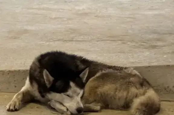 Найдена собака, Южно-Сахалинск, фото: Собака найдена на Детской, 32, Южно-Сахалинск