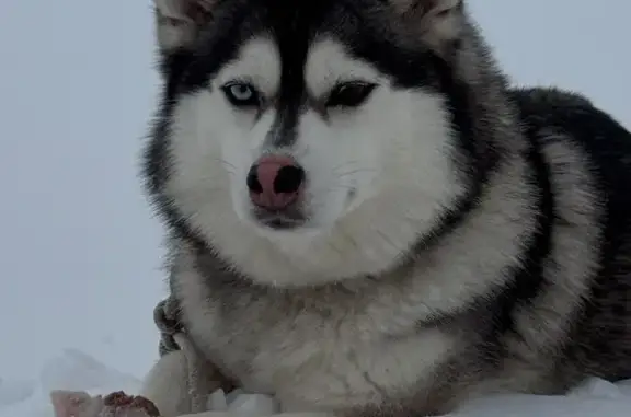 Собаки потеряшки, , фото: Потеряшка собака, Покровка, Башкортостан