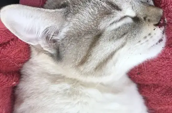 Найдена кошка, Ростовская область, фото: Кошка найдена: Ростовская область