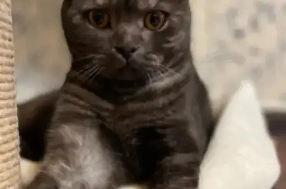 Кошки потеряшки, Ульяновск, фото: Потеряшка кошка, Краснопролетарская 18