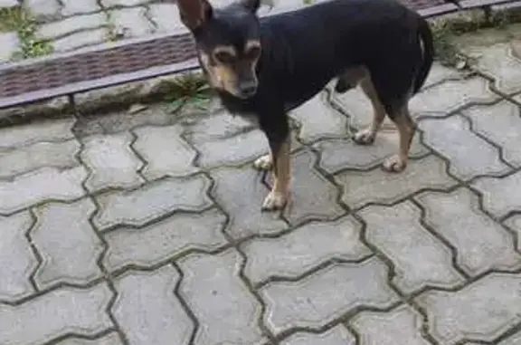 Найдена собака, Хабаровск, фото: Найдена собака, ул. Руднева 70, Хабаровск