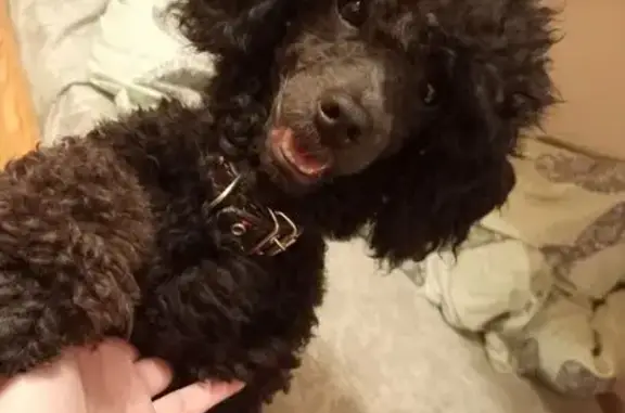 Собаки потеряшки, Челябинск, фото: Потеряшка собака, 6 аллея, Челябинск