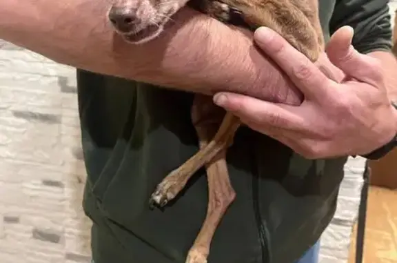 Найдена собака, Путевка, фото: Чихуахуа найден на Садовой, 19, Путёвка