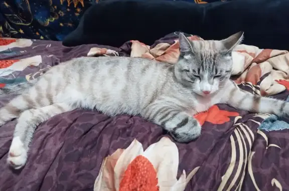 Найдена кошка, Екатеринбург, фото: Кошка найдена на Красноуральской, 27