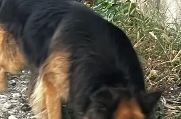 Найдена собака, Супсех, фото: Овчарка найдена: ул. Кирова, 32, Супсех