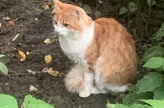 Кошка найдена на Боровском шоссе, Москва