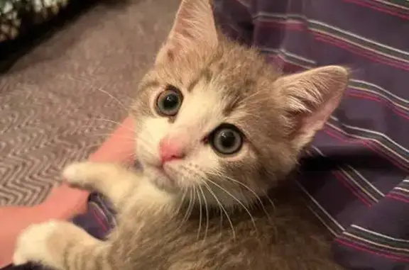 Найдена кошка, Сыктывкар, фото: Кошка найдена: ул. Морозова, 43, Сыктывкар