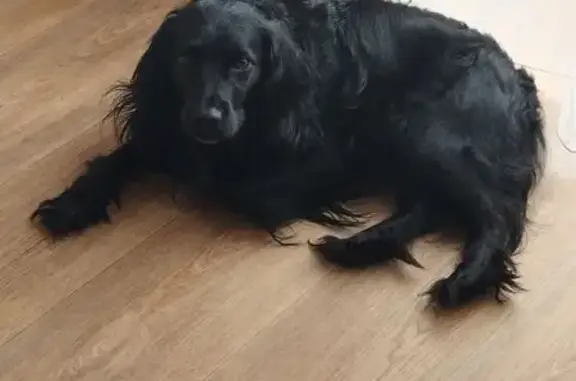 Собаки потеряшки, Хабаровск, фото: Потеряшка собака на ул. Дикопольцева, Хабаровск