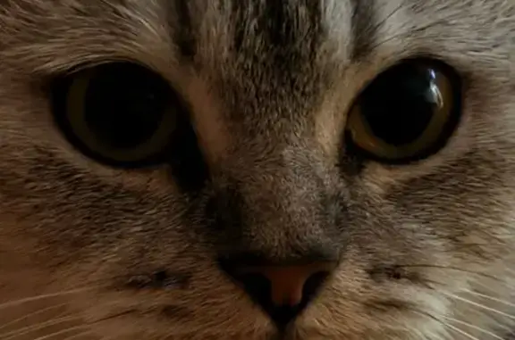 Кошки потеряшки, Тамбов, фото: Потеряшка кошка на Студенецкой наб., Тамбов