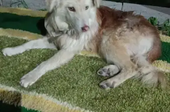 Найдена собака, Белгородская область, фото: Найдена собака, Беломестное, Белгородская обл.