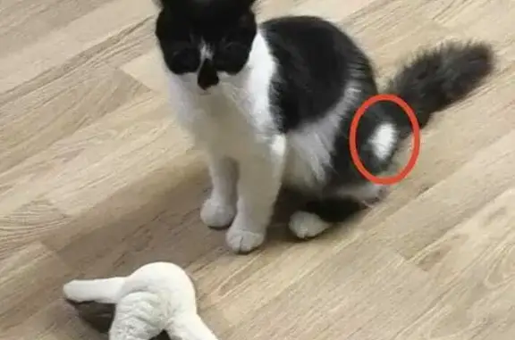 Кошки потеряшки, Тула, фото: Потеряшка кот на Огарёва, Тула