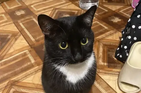 Кошки потеряшки, Самара, фото: Потеряшка кошка, Самара, ул. 9