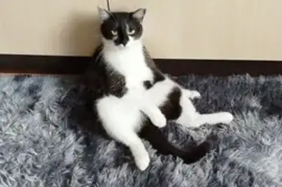 Пропала кошка, Халатина 12, Мурманск