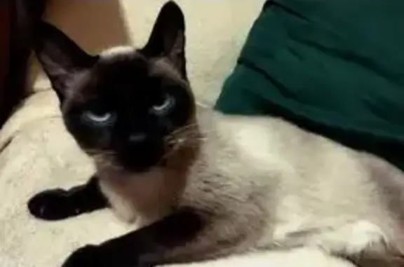 Потерянные животные Керчь, фото: Пропала сиамская кошка, ул. Войкова, Керчь