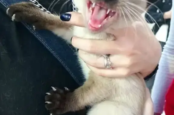 Найдена кошка, Калуга, фото: Кошка найдена на Кирова, 64, Калуга