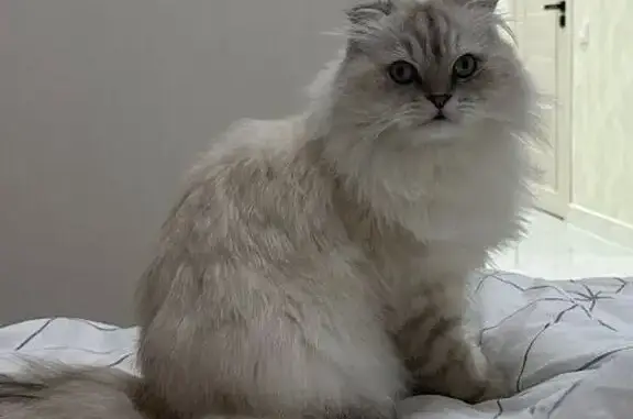 Кошки потеряшки, Ленинградская область, фото: Потеряшка кошка Бари, Виллозское, Ленобласть