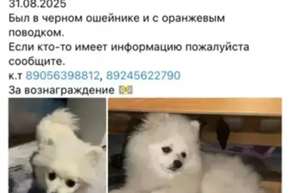 Пропала собака на ул. Богдана Чижика