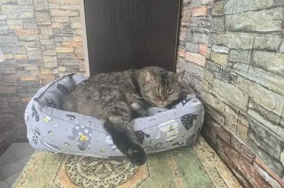 Пропала кошка, Дубна, МО