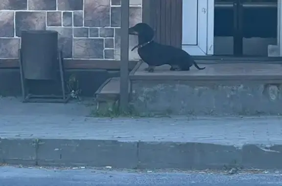 Найдена собака, Брянск, фото: Черная такса найдена, ул. Островского, 53