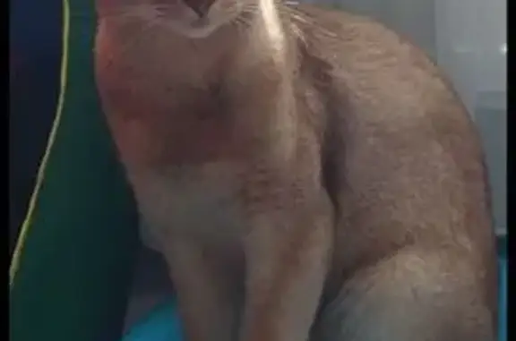 Пропала кошка, ул. Генерала Хрюкина, 14